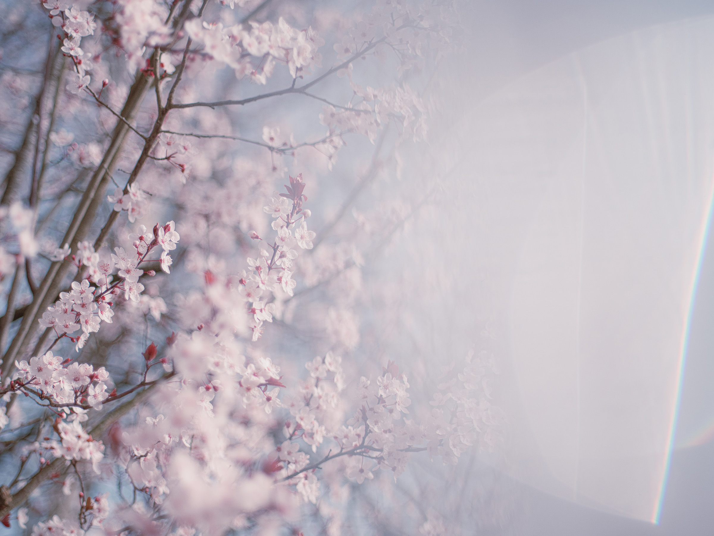 Light, before it settles