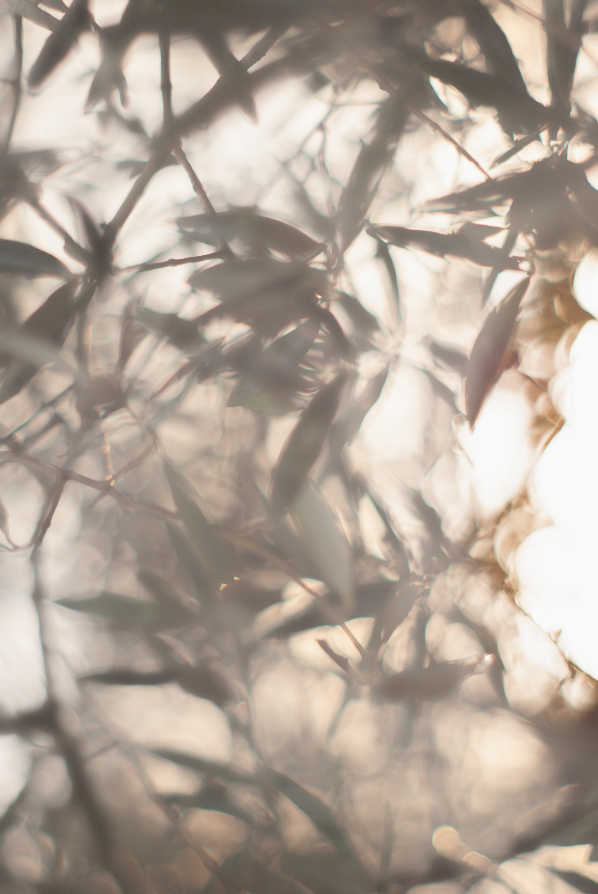 Olijfbladeren in tegenlicht